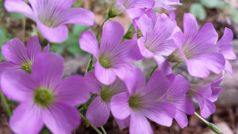 a cluster of small purple trumpet flowers