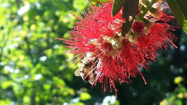 a bee is on the red fronds of a bottlebrush flower