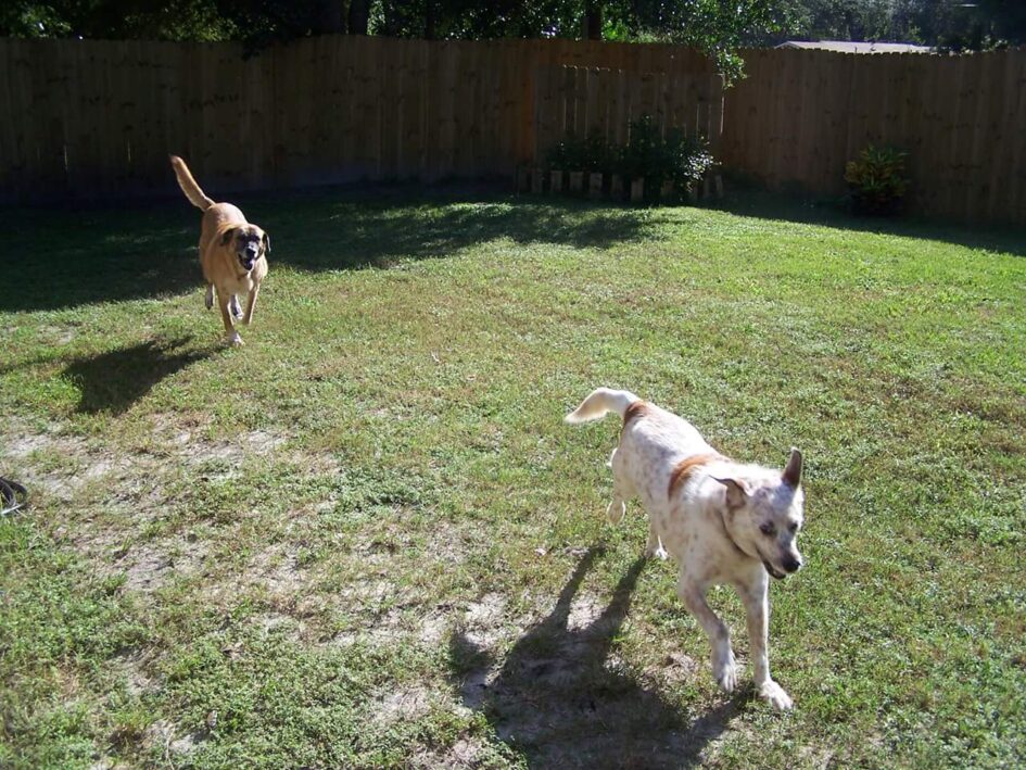 two dogs are running in a sunny, freshly owed back yard