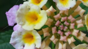 close up of a tuft of geometrically arranged tiny flower buds