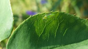 a tiny green bug is at rest on a leaf with a strong vein pattern and a serrated edge