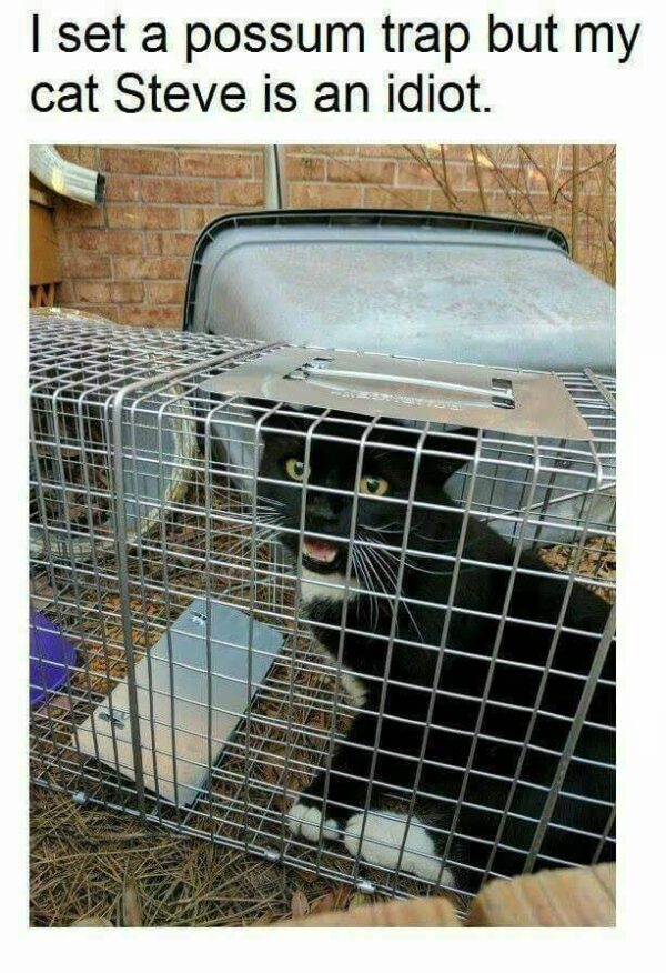 a cat is in a humane trap and the text above says I set a possum trap but my cat steve is an idiot