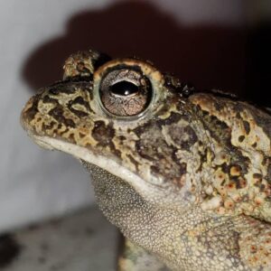 close up of a toad's eye