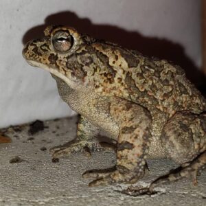 a toad is casting a long shadow