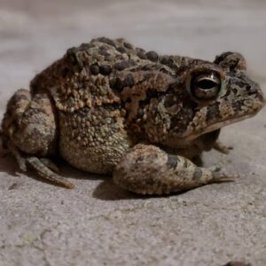 a toad with bumpy skin