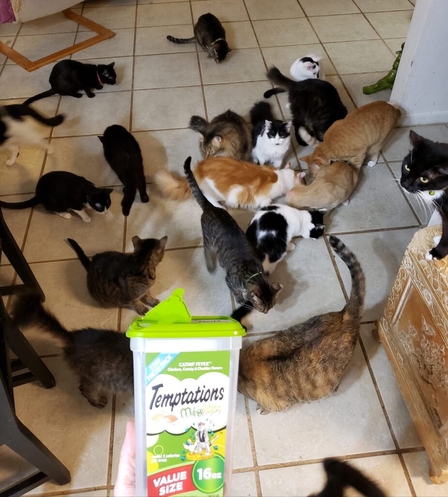 a lot of cats are waiting on the floor for a box of treats