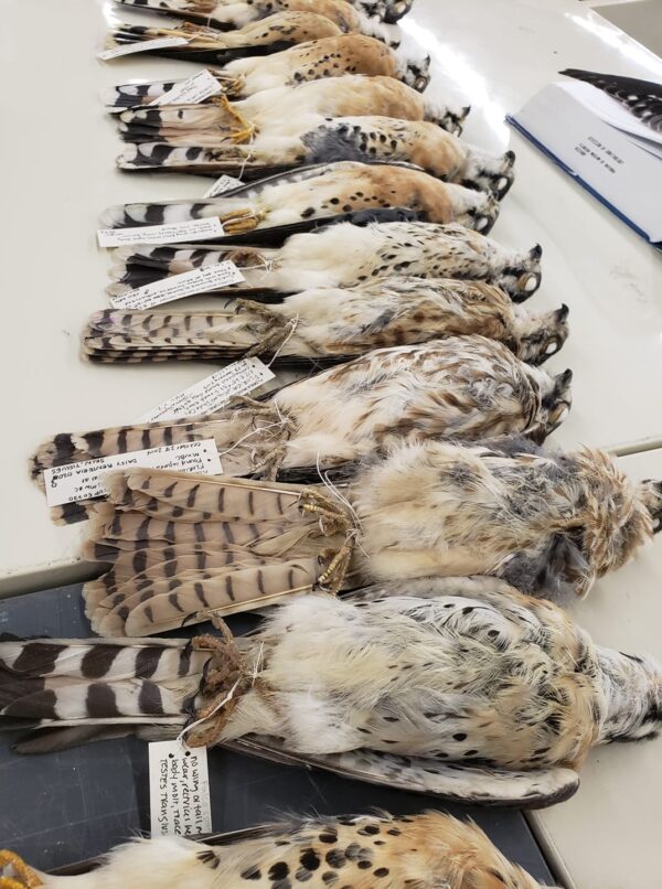 a row of bird specimens are some kind of brown and freckled raptor