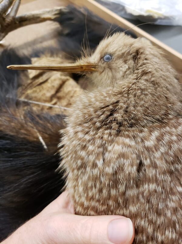 a bird specimen that has a very long, thin beak and a tiny eye in a lumpy oblong body covered in soft furry feathers