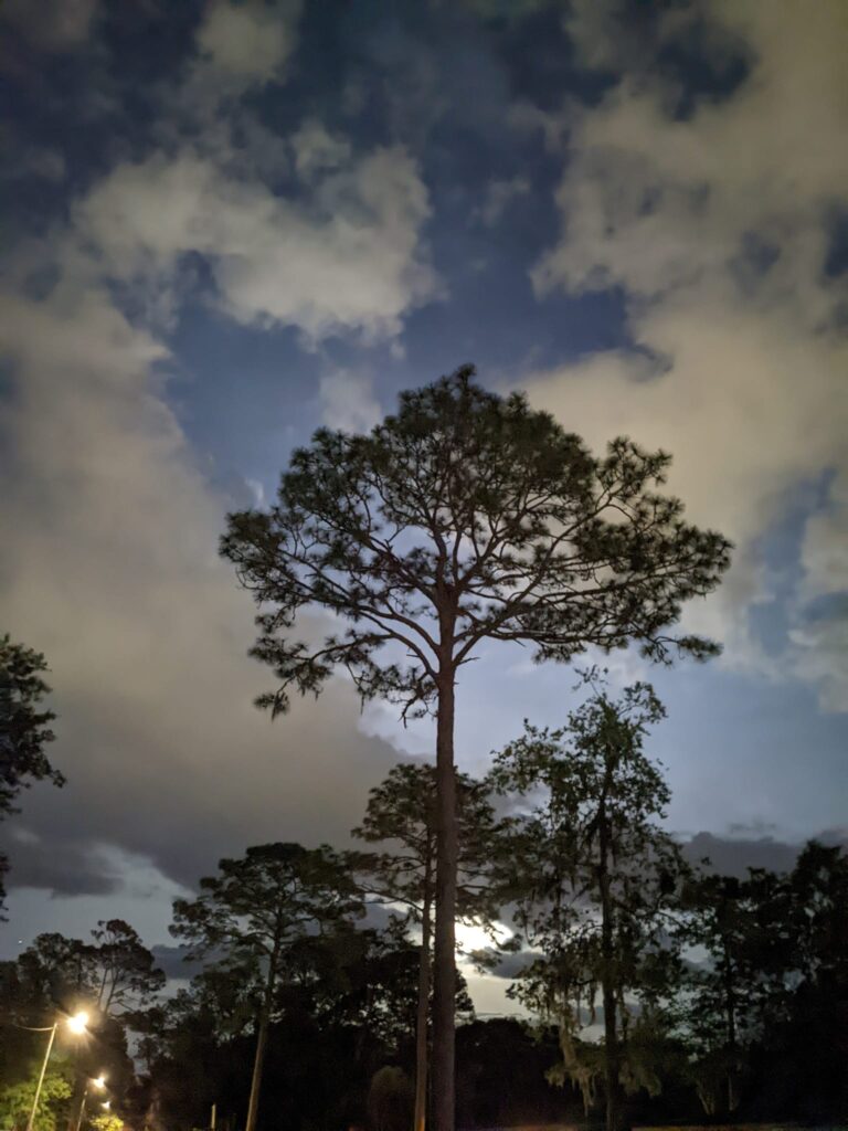 a dark sky view has a moon casting light on clouds and the pine trees in the foreground