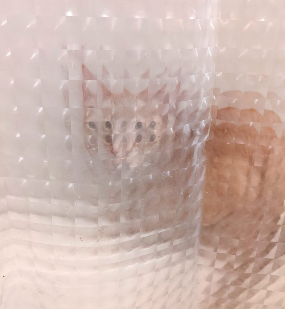 a cat is sitting behind a curtain made of prisms so he looks like he has ten eyes