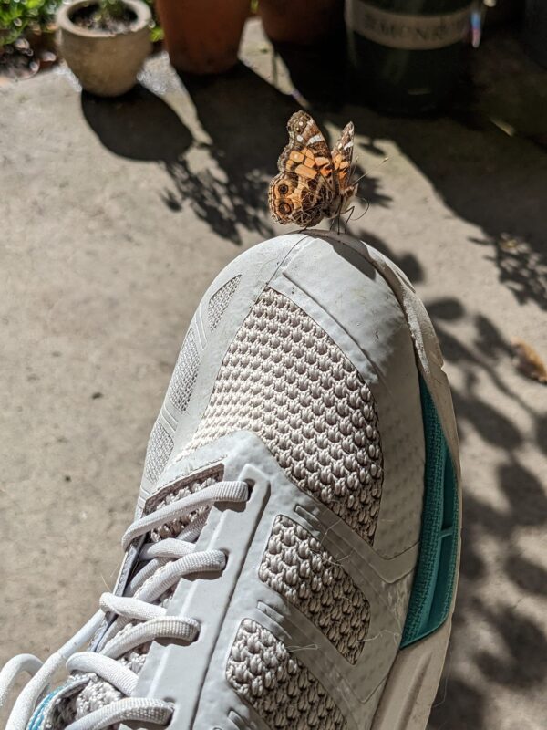a running shoe with a butterfly at rest on the toe