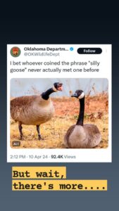 screen shot of a tweet with a picture of two geese with text about a silly goose