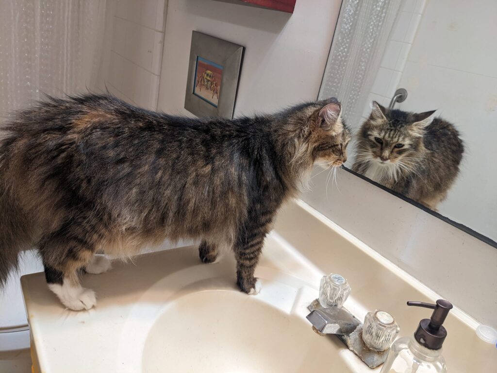 a cat is standing on a bathroom counter looking at itself in a mirror