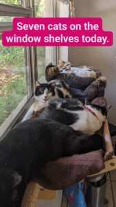 a half dozen cats are laying on a windowsill with text saying Seven cats on the window shelves today