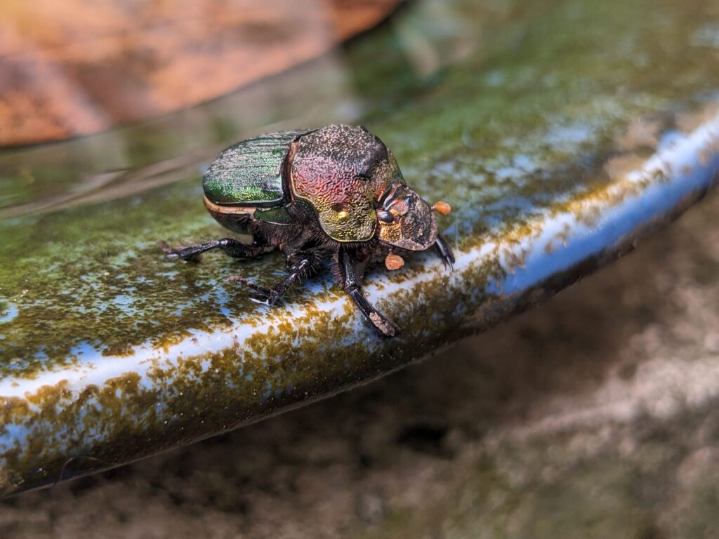 close up of a shiny green beetle