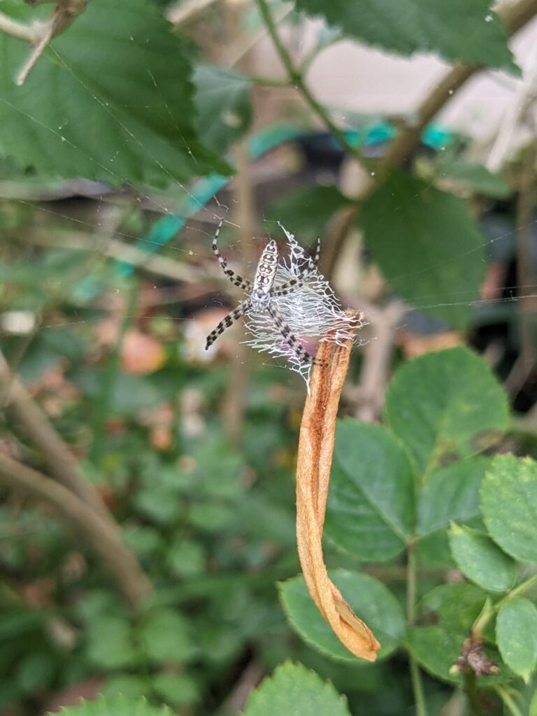 close up of a striped spider in a web with a zigzag pattern in the middle