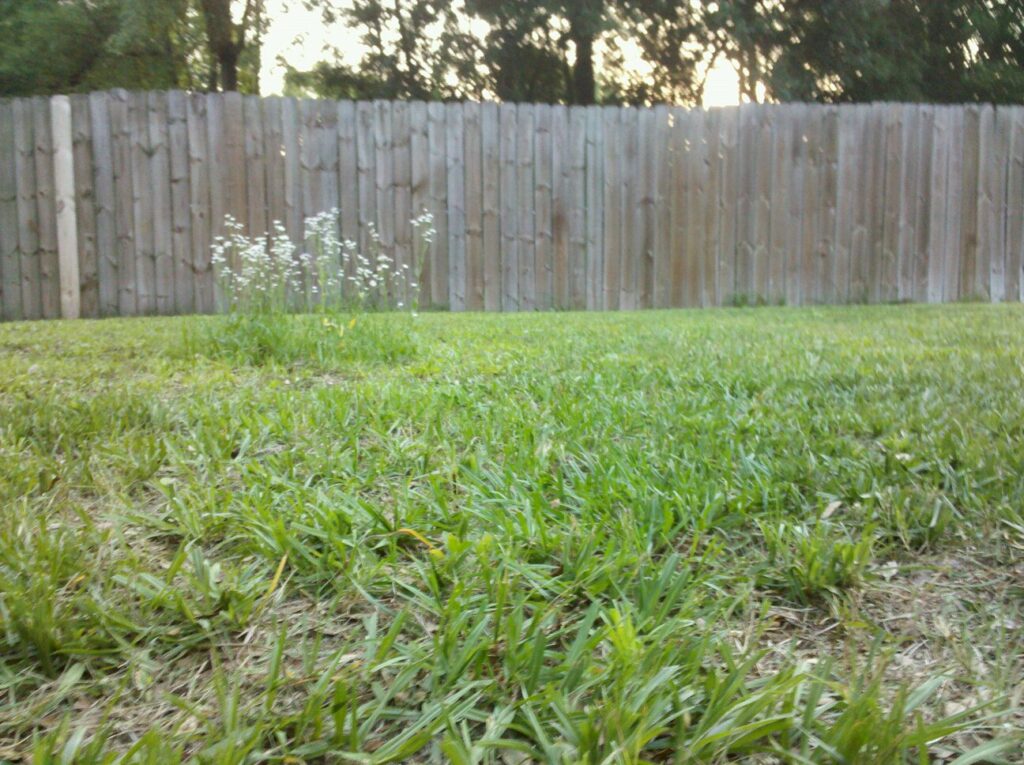 a freshly mowed yar has one tuft of white flowers still standing int he middle