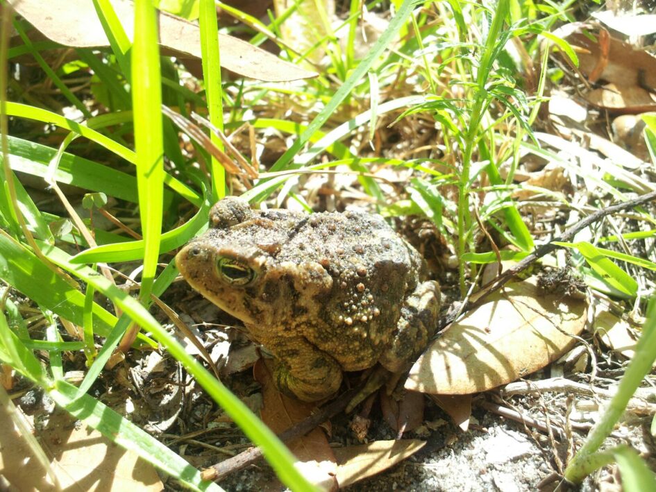 a really bumpy toad is sitting in bright sunlight in grass