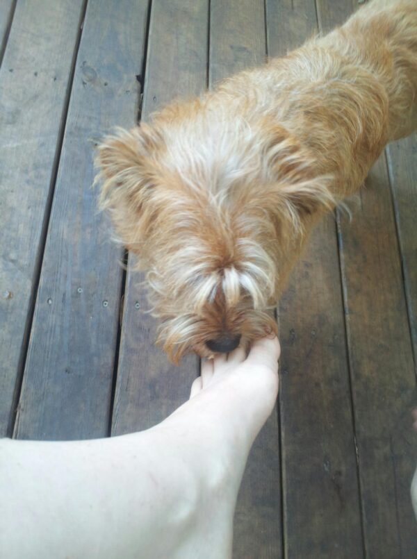 a small fluffy brown dog is sniffing someone's toes