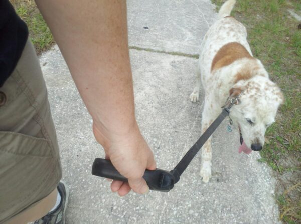 a dog is walking very relaxed on a leash
