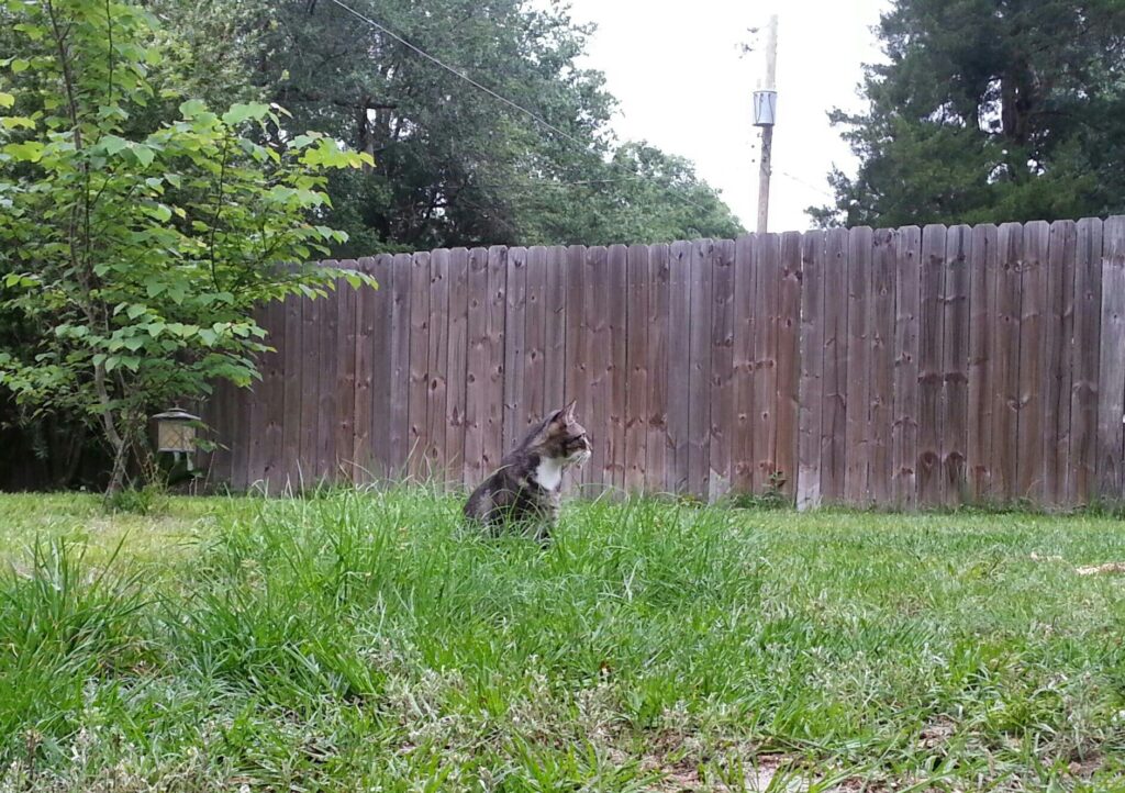 a cat is sitting in an tuft of long grasses in a lawn