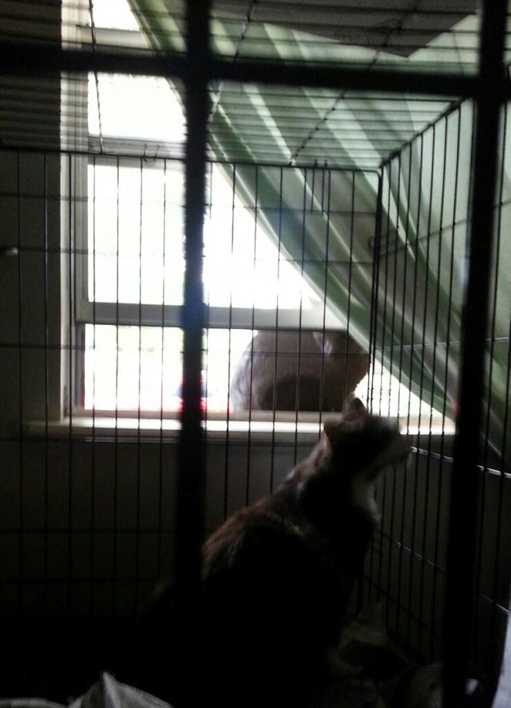 a blurry picture of a cat in a cage with another cat on a widow sill beyond