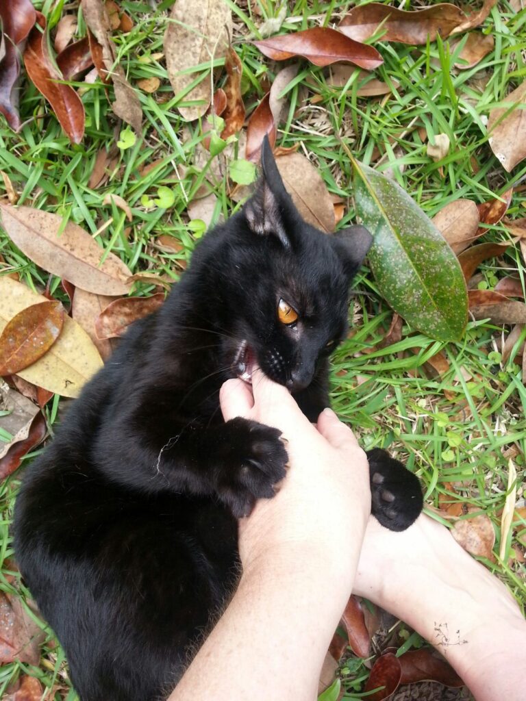 a black cat is playing attack on a pair of hands