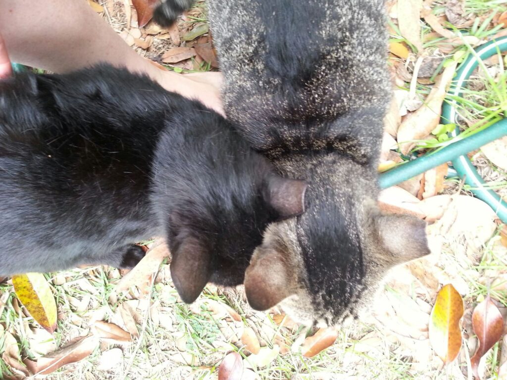 two cats seen from above, each with the tip of their left ear removed