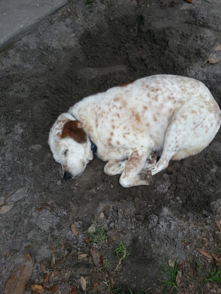 a large white dog is asleep in a freshly dug hole