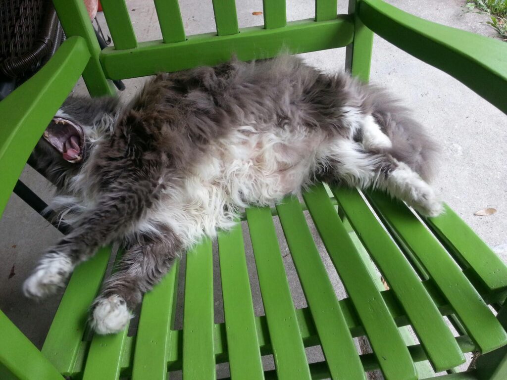 a very large fluffy cat is stretched out on a green wooden chair