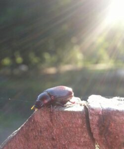 a dark brown beetle is on top of a fence post with bright sunlight behind it