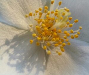 close up of the center of a white flower with many little yellow poofs in it