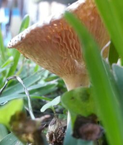 close up of the underside of frilly pale gills on the under side of a funnel shaped mushroom