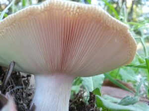 close up of the fine white gills on the underside of a mushroom