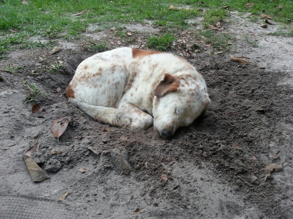 a white dog is curled up asleep in a hole in a yard