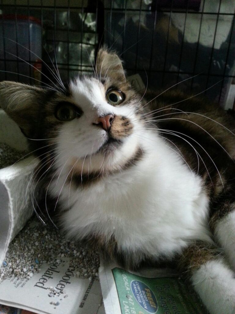 a cat with long whiskers is reclining in a cage