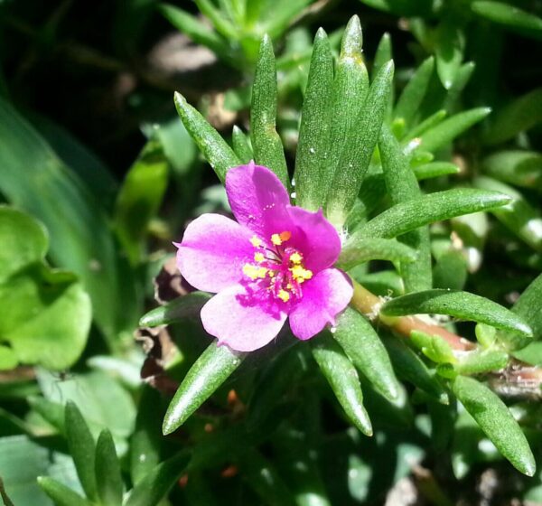 close up of a tiny pink leaf on a sprig of tiny fat leaves