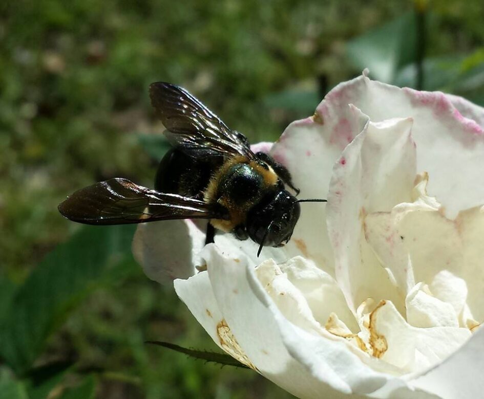 a large bumble bee is on a white flower
