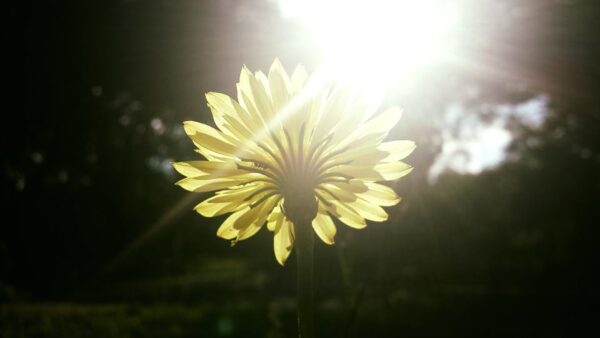close up of a dandelion flower with bright sunlight shining from behind it