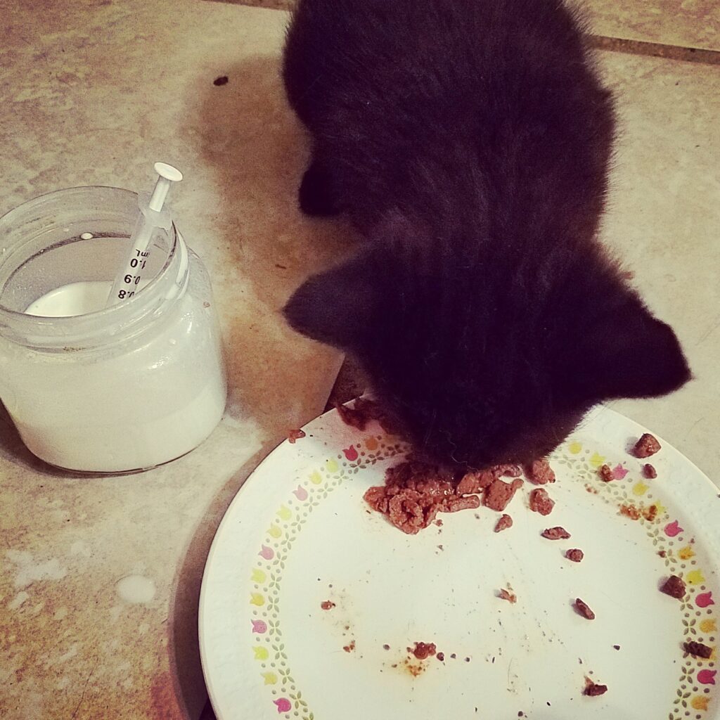 a small black kitten is eating from a plate