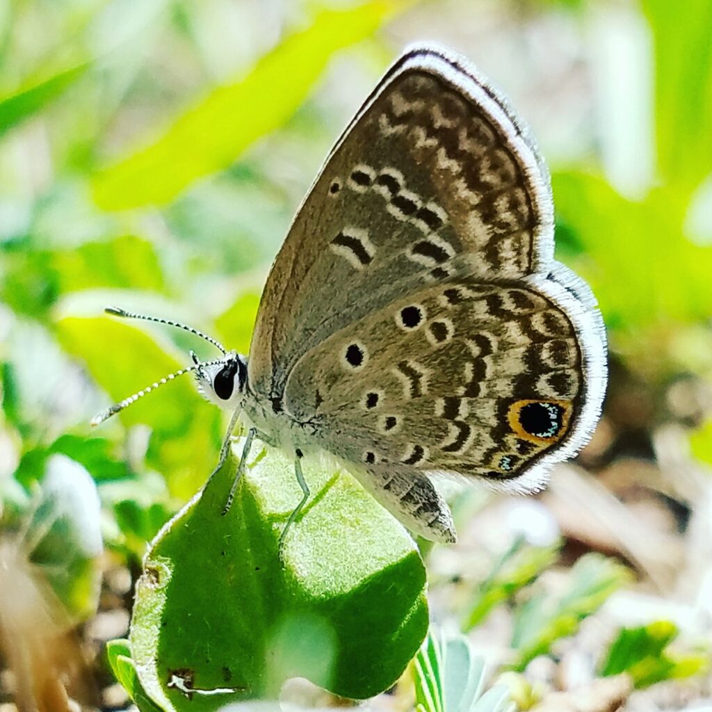 close up of a small butterfly with spotted wings