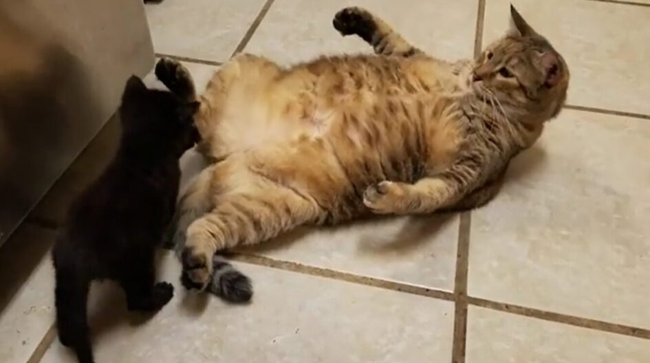 a small black kitten it attacking a large brown cat on her back