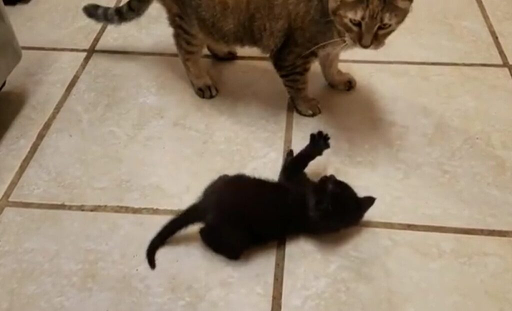 a small black kitten is acting fierce in front of a large cat