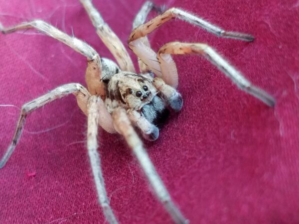 close up of a large spider on a red surface