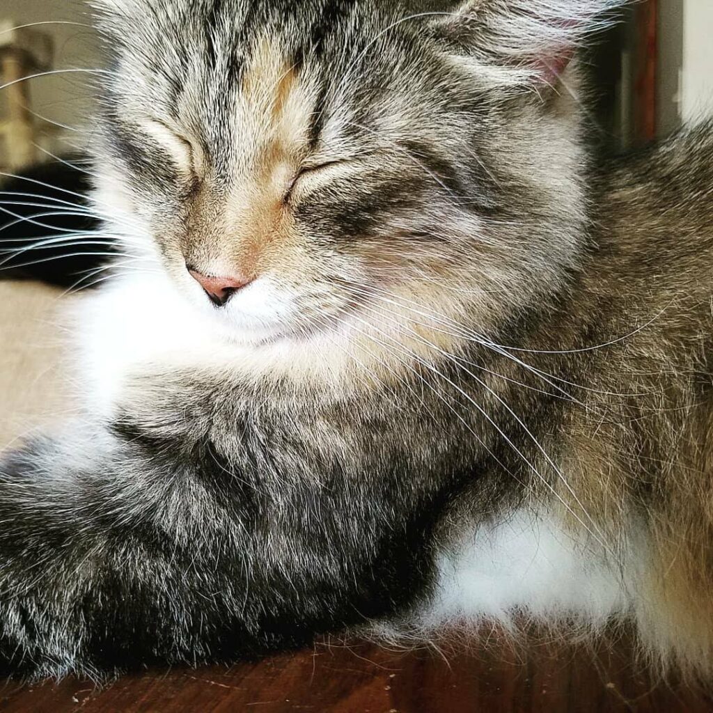 a fuzzy brown tabby cat looks sleepy