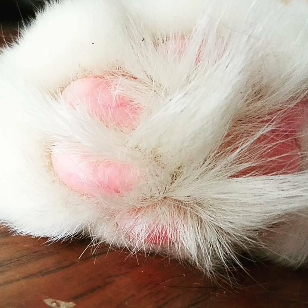 close up of the underside of a white paw to show pink toes