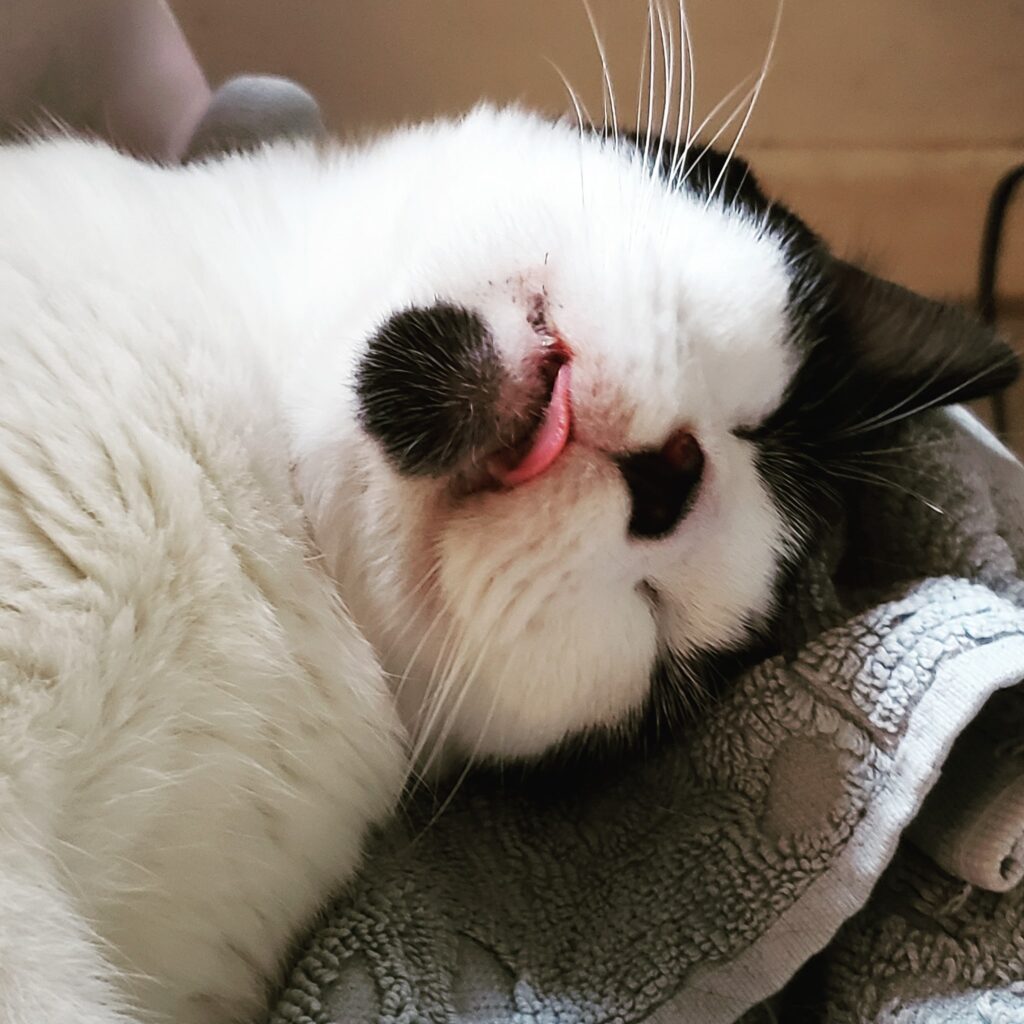 a black and while cat is asleep with her head upside down and her little pink tongue protruding a little