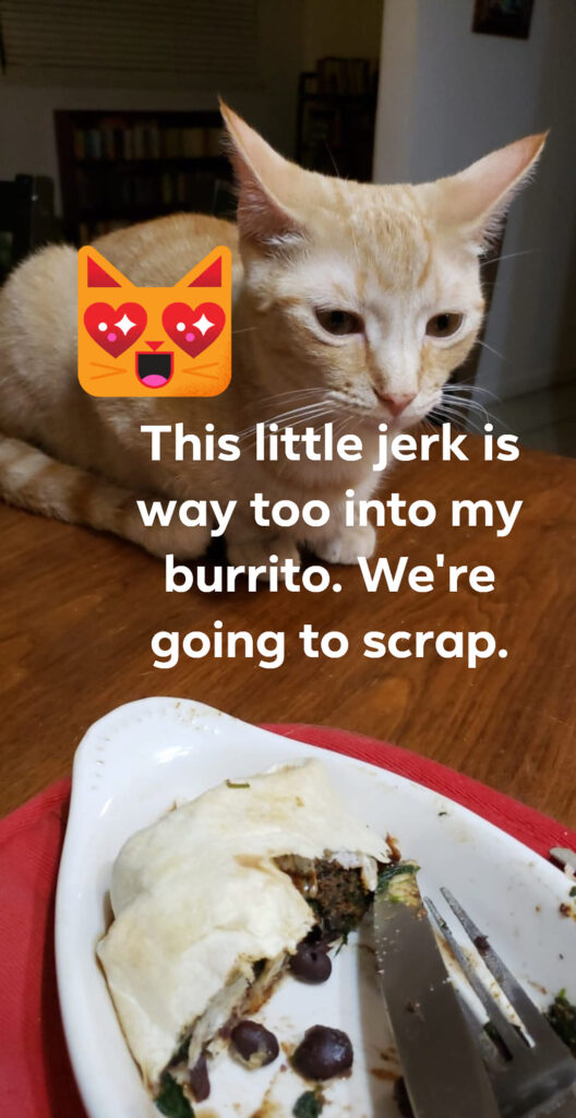 a cat is sitting next to someone's plate looking hungry