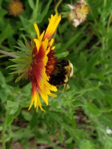 a bee is in the middle of a big yellow flower