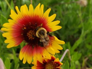 a bee is walking across a big yellow flower